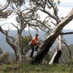 yrtleford - Avventura con il 4x4 sul mt. buffalo national park.